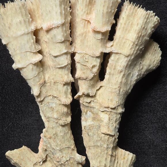 Pink Ocean Coral Reef Pilar Pavona Cactus Natural Ocean Treasure Home Decor - Picture 13 of 16